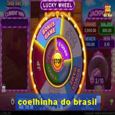 coelhinha do brasil