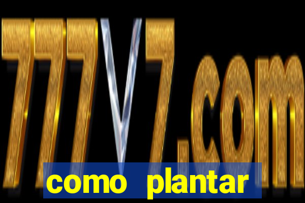como plantar gergelim no vaso