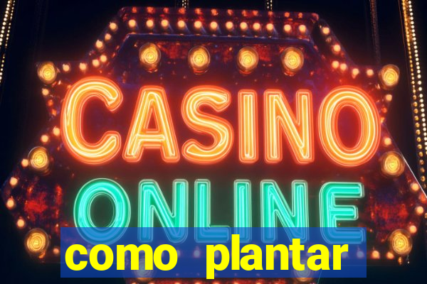como plantar gergelim no vaso
