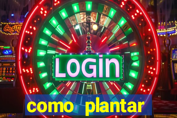 como plantar gergelim no vaso