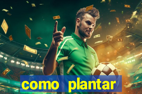 como plantar gergelim no vaso