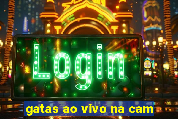 gatas ao vivo na cam