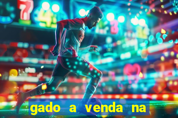 gado a venda na bahia olx