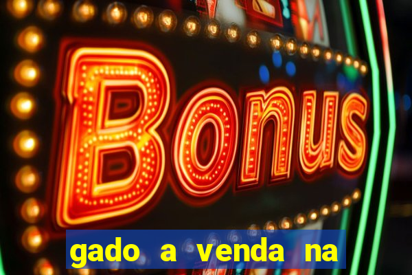 gado a venda na bahia olx