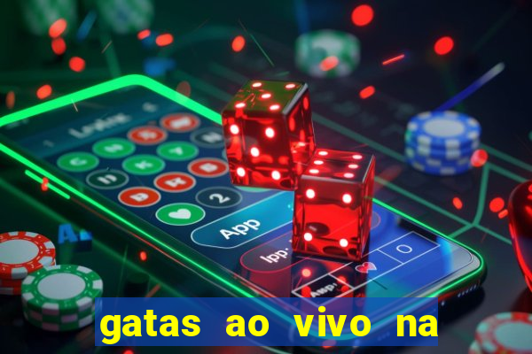 gatas ao vivo na web cam