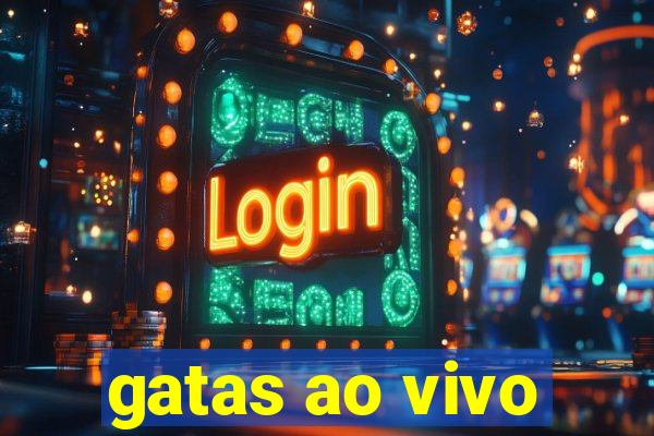 gatas ao vivo