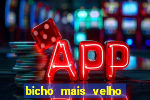 bicho mais velho da loteria dos sonhos