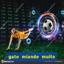 gato miando muito a noite o que fazer