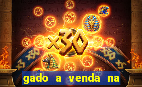 gado a venda na bahia olx