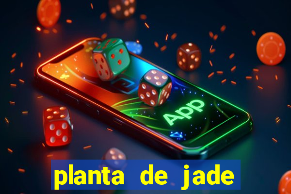 planta de jade significado espiritual