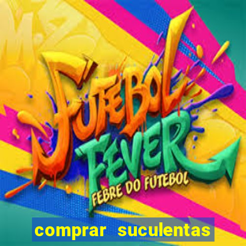 comprar suculentas direto do produtor