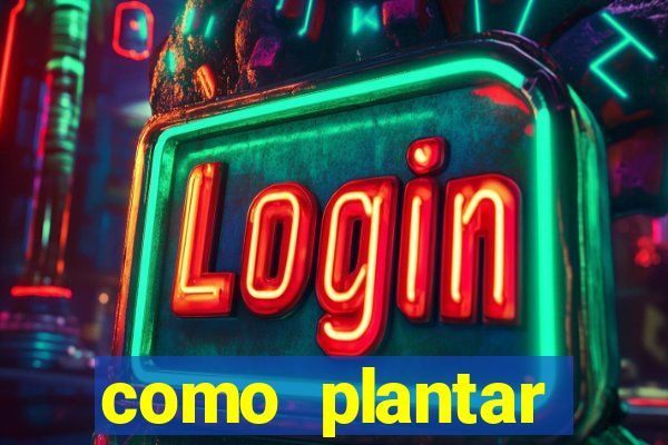 como plantar gergelim no vaso