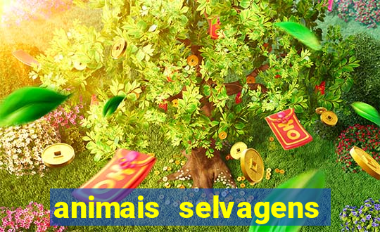 animais selvagens fotos e nomes